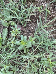Portulaca oleracea oleracea