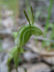 Pterostylis dilatata