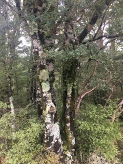 Yarrumia colensoi