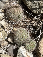 Mammillaria grahamii