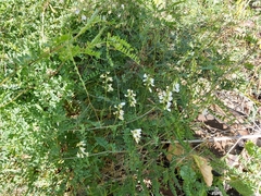 Vicia sylvatica