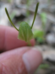 Pterostylis dilatata