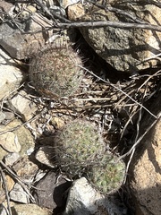 Mammillaria grahamii