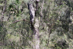 Dendrobium teretifolium