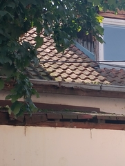 Phoenicurus ochruros