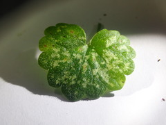 Puccinia glechomatis