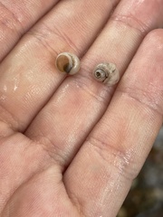 Lithoglyphus naticoides