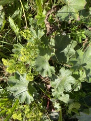 Alchemilla mollis