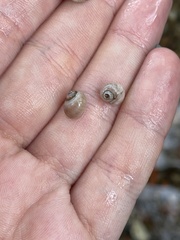 Lithoglyphus naticoides