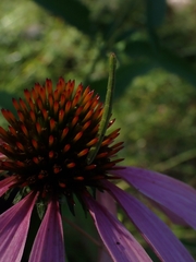 Chlorochlamys chloroleucaria