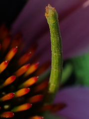 Chlorochlamys chloroleucaria