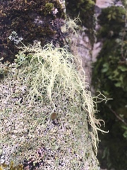 Parmelioideae
