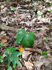 Hydrophyllum canadense