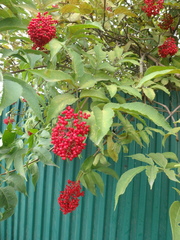 Sambucus kamtschatica