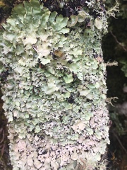 Parmelioideae