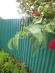 Sambucus kamtschatica
