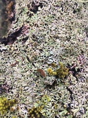 Parmelioideae