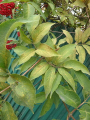 Sambucus kamtschatica