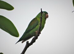 Brotogeris jugularis