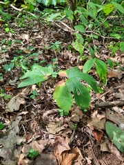 Hydrophyllum canadense