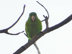 Brotogeris jugularis