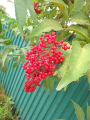 Sambucus kamtschatica