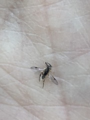 Prociphilus tessellatus