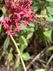 Centranthus ruber