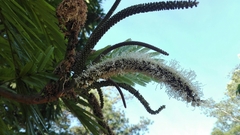 Pentaclethra macroloba