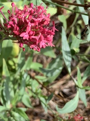 Centranthus ruber