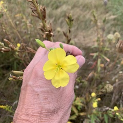 Oenothera biennis