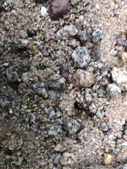 Formicinae
