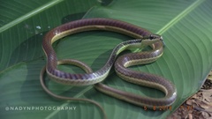 Dendrelaphis subocularis