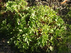 Trachymene composita