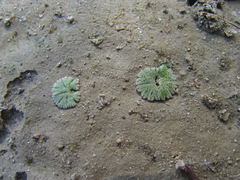 Riccia frostii