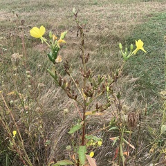 Oenothera biennis