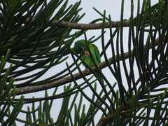 Brotogeris jugularis