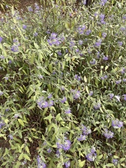Caryopteris