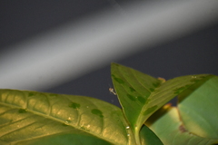 Culicinae