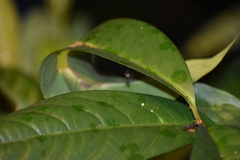 Culicinae