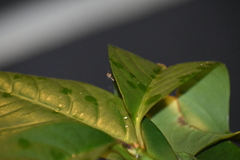 Culicinae