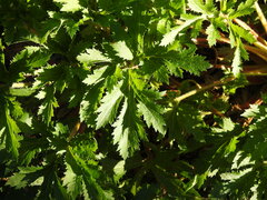 Trachymene composita