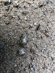 Formicinae