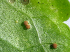 Puccinia glechomatis