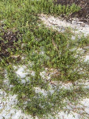 Caryophyllales