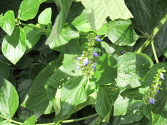 Salvia xalapensis