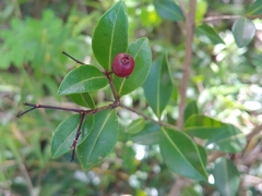 Myrcia citrifolia citrifolia