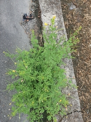 Cleome viscosa