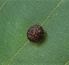 Caryomyia viscidolium