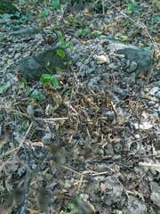 Chaerophyllum nodosum